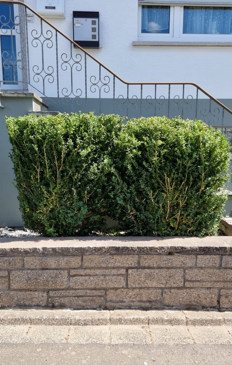 Mit dem Garten- und Landschaftsbau von Samore werden auch Hecken und Sträucher bearbeitet.